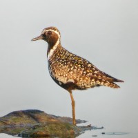 Pacific Golden Plover